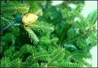 Umbra on Christmas trees