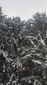 Epic Blizzard — Giant Firs Sway in Howling Wind (Natural Sound ASMR)