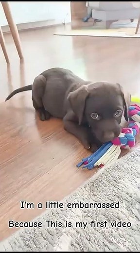 THE LABRADOR CHERRY PLAYING WITH HER OWNER
