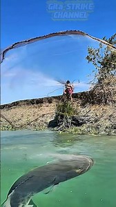 Monster Fish of the Amazon—Arapaima! #fishing #amazing #arapaima