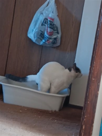 #poopmachine #poopfactory #fullofpissandvinegar #fyp #stinky