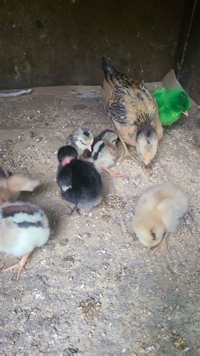 Native chicks and ducklings..🥚🐣🐤🦆 #pigeon #fancypigeon #pigeoncollection #pigeonhobby #stressfree