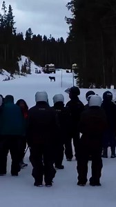 43K views · 1.2K reactions | Yellowstone wolves #yellowstonenationalpark #yellowstonewolves #wolves #Wolf | Yellowstone Wolves | Facebook