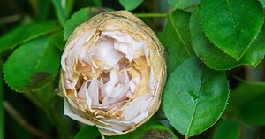 Doenças das rosas: 5 problemas comuns e suas soluções