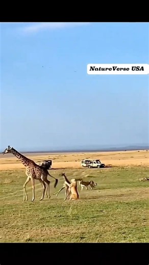 Brave Giraffe Mother Risks Everything to Save Her Baby from Lions 🦒🦁#shorts