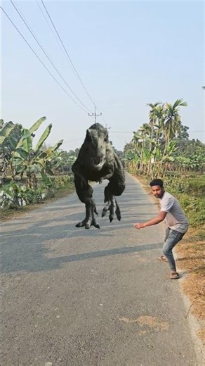 T Rex Vs Snake Part 1 - Jurassic Park Fan Made Short Film - T rex Chase