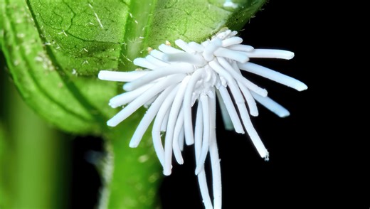 Why the Olympus 60mm f/2.8 Macro Is Perfect for Compact Close-Ups