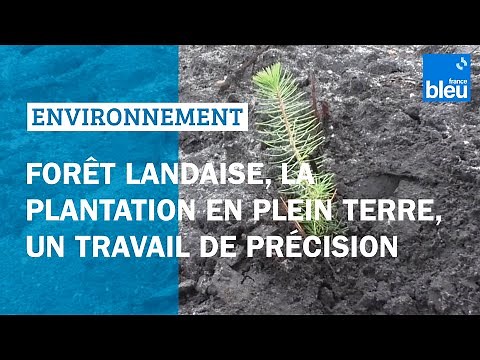 Forêt landaise, la plantation en plein terre, un travail de précision