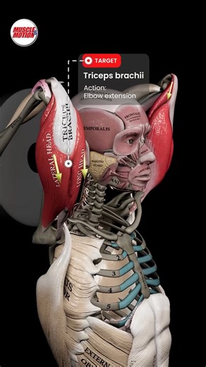 🔥Our New Year’s Sale is live: 40% off all apps and online courses. Train smarter, move better! 🔥 Maximize Your Tricep Gains!🔥 Are you looking to sculpt stronger, more defined arms? Try the seated plate overhead tricep extension! This exercise places your triceps in a lengthened position due to the overhead angle (shoulder flexion), creating a deep stretch that promotes greater hypertrophy for maximum gains 💥 Feel the burn as you lift overhead and challenge your triceps to their fullest poten