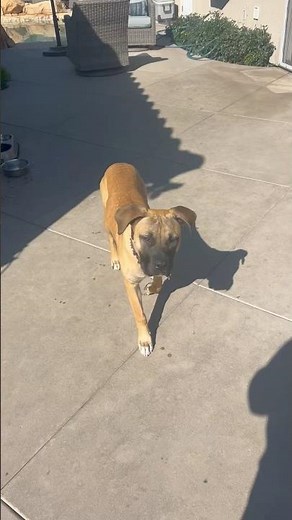 Pitbull mastiff mix learns recall in 1 1/2 hours of the 1st session #dogtraining #puppy #doglover