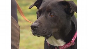 Police warn dog owners of homemade tennis ball bombs