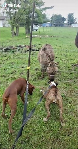 Donkey laughs at dog getting shocked at electric fence