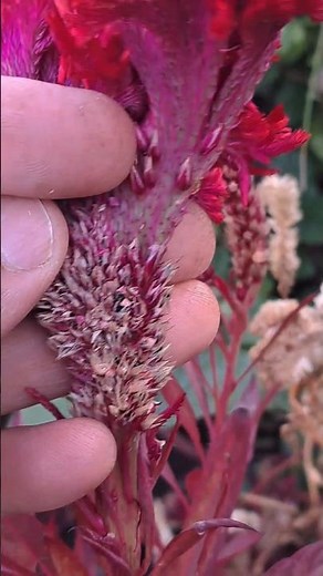 How to collect seeds from cockscomb plant ||#gardening #seedscollection #celocia #ytshorts #Flowers