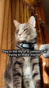 51K views · 1K reactions | Day in the life of a London cat, captured on the @insta360 GO 3S Cat Cam ✨ Snowy: “Friendship, please?”  Today’s surprise meet-up was such a plot twist!  get your @Insta360 GO 3S Cat Cam today for your Cat’s very own vlog, use my code SNOWY or link in bio get 10% off + a free gift! (limited time only!) #cat #meow #catsofinstagram #Insta360 #Insta360CatCam | Snowy Cat | Facebook