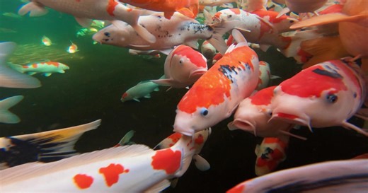 Koi: "Swimming jewels"