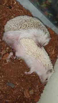 Hedgehog Mating