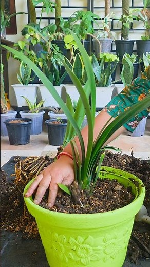 How to Separate & Repot Rootbound Clivia Plants Step by Step