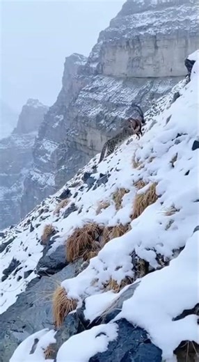 Unbelievable Snow Leopard Chase on a Frozen Cliff | Cinematic Wildlife