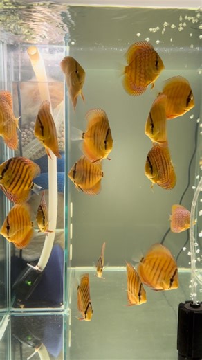 717 reactions · 11 shares | Filtration has stabilized and the baby...