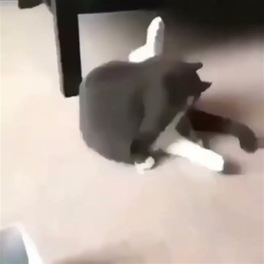 Half Life Cat Flip #halflifememes #catmeme #memes