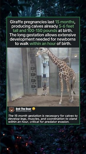 Can a Baby Giraffe Walk Right After Birth?