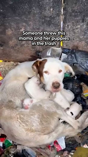 942K views · 40K reactions | Mama was taking the best care of them...