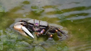 West African fiddler crab (Uca tangeri / Gelasimus cimatodus / Gelasimus tangeri) male with huge claw eating seaweed on beach