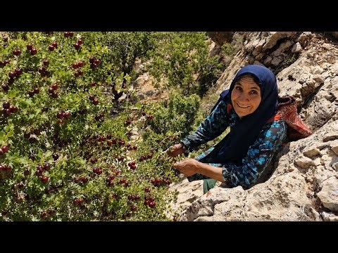 Searching for Food in the Mountains: A Poor Grandmother’s Life-Saving Discovery
