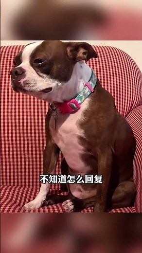 跨境出海翻译软件trangpt- 跨境电商客服效率提升300%，支持子账号与并发会话，告别多设备切换，免费试用