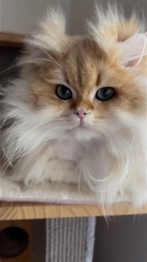 Golden British Longhair Rare Cat Breed 🐱