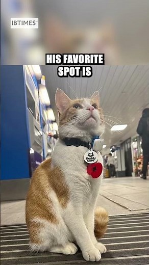 Cat at Stevenage Train Station Greets Commuters