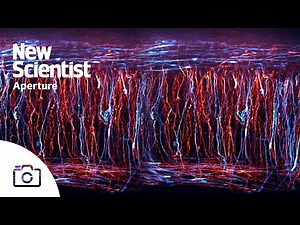 Neuron time-lapse wins 2023 Nikon Small World video competition