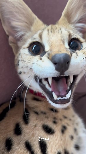 Meowww🤣🤣 Leona❤️ - Funny Cat Compilation