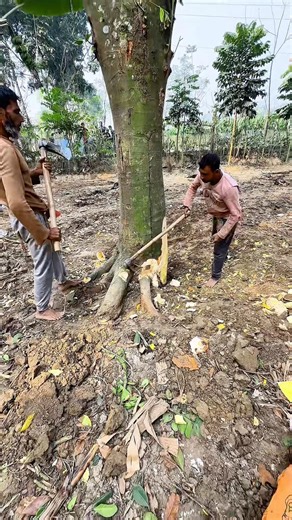 Amazing Jackfruit Tree Cutting 🌳🔥