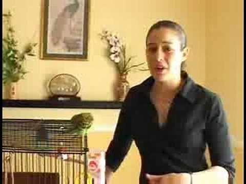 Caring for Parakeets : Pairing Parakeets