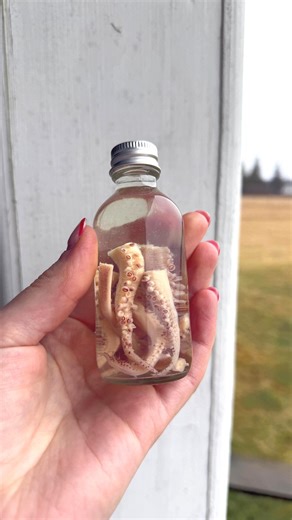 Wet Specimen Squid Tentacles (loligo/illex) — Preserved in a Jar - Etsy