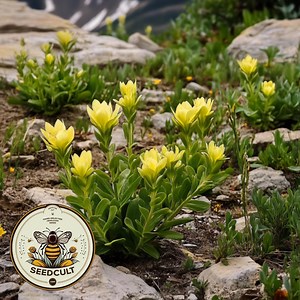 250 Sulfur Indian Paintbrush Seeds, Yellow Indian Paintbrush, Castilleja Sulphurea, CJ0325C - Etsy
