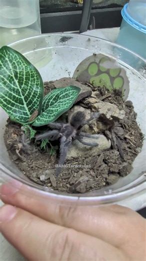 Salmon Pink Birdeater (Lasiodora Parahybana) Is Growing Up #tarantula #birdeater #spider #arachnid