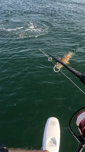 Huge Bull Red chases live bait on topwater in the Chesapeake Bay #redfish #chesapeakebay