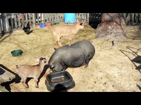 Funniest Farm Animals | Try Not To Laugh Challenge 2018
