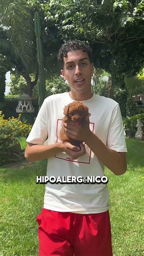 El encanto irresistible del Caniche Toy 🐩✨