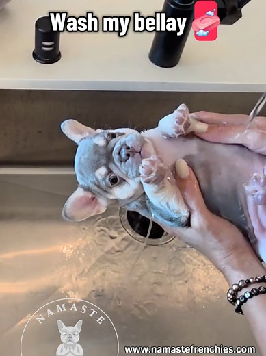 AKC French Bulldog Puppies Ready for Forever Homes