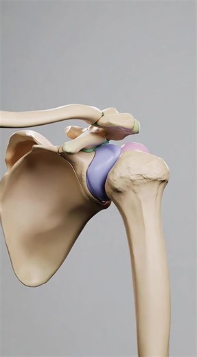 Understanding Scapula Bone Anatomy with 3D Animation