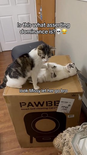 Look at Missy😭 #cat #pet #catlovers #petlovers #FunnyCats #viralreels | Aziathecat