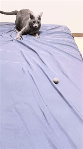 にゃ、ニャイ、にゃニャにゃ〜