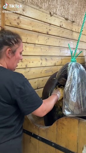 Insémination #insemination #reproductionequine #elevage #breeding #breedingseason #jument #cheval #pouliniere #chaleur #laboratoire #fyp #infoalnews