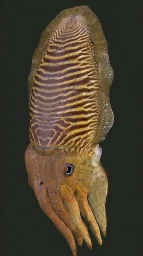 squid vs cuttlefish｜They are more different than you know. #animals #facts #marineanimals #ocean