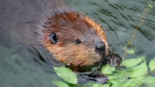 The American beaver is the largest rodent in the United States, growing from two to three feet (0.6 to 0.9 meters) long, not including the tail. Beavers are semi-aquatic herbivores, who are well known for their ability to build dams. They are one of the few animals that can actively change an ecosystem by blocking rivers and streams with trees and mud, creating new lakes, ponds, and floodplains. They even have transparent eyelids that act as goggles to see as they swim. They travel from water to