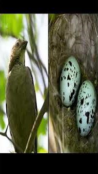 Wildlife Life: Inside the World of Animals and Their Habits