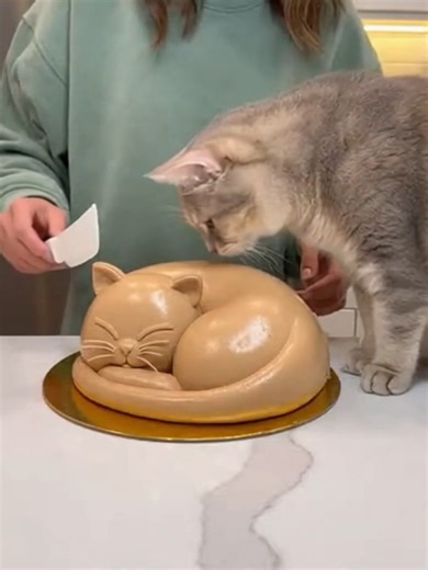 Funniest Cats Cake Reaction#catvideos#fyp